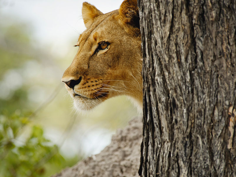 Wildlife Photography Holidays Tanzania