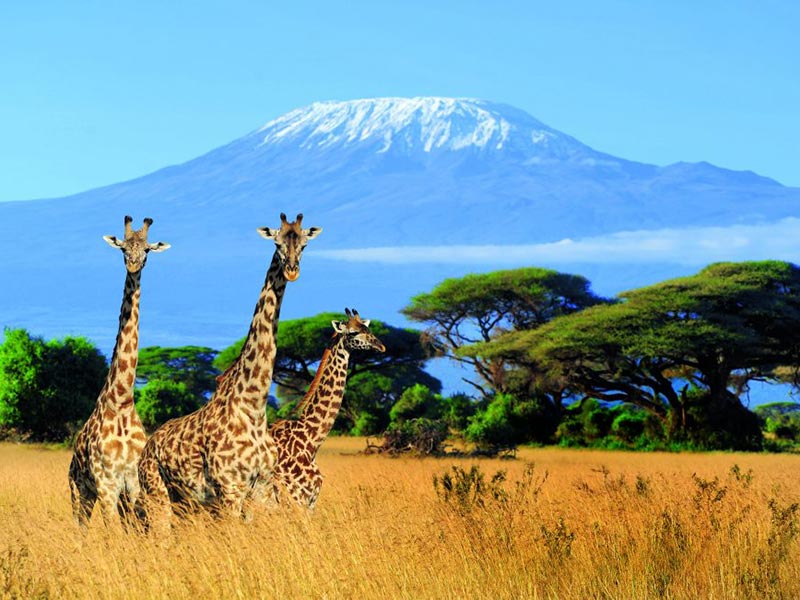 Climb Kilimanjaro Safaris