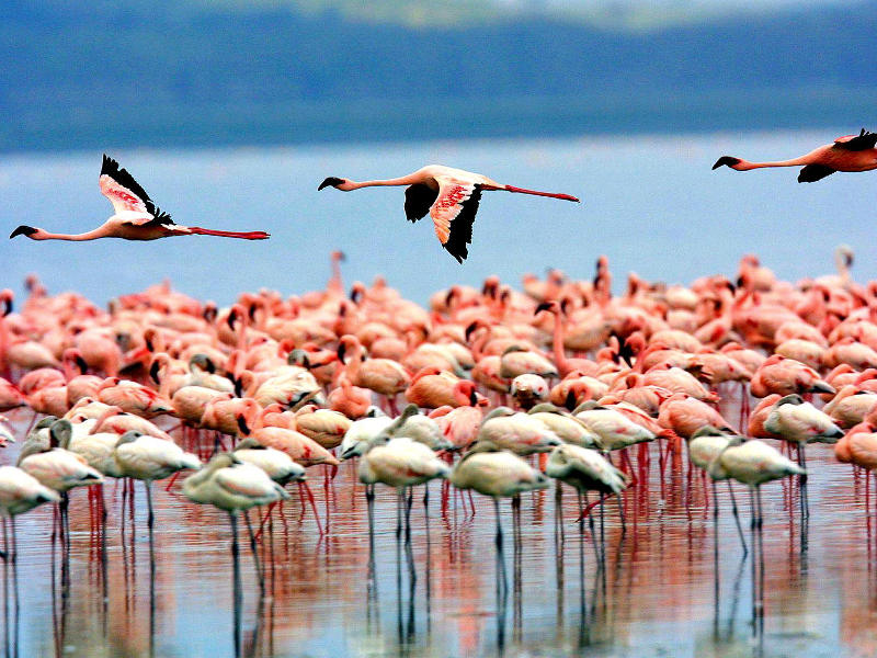 Lake Manyara National Park