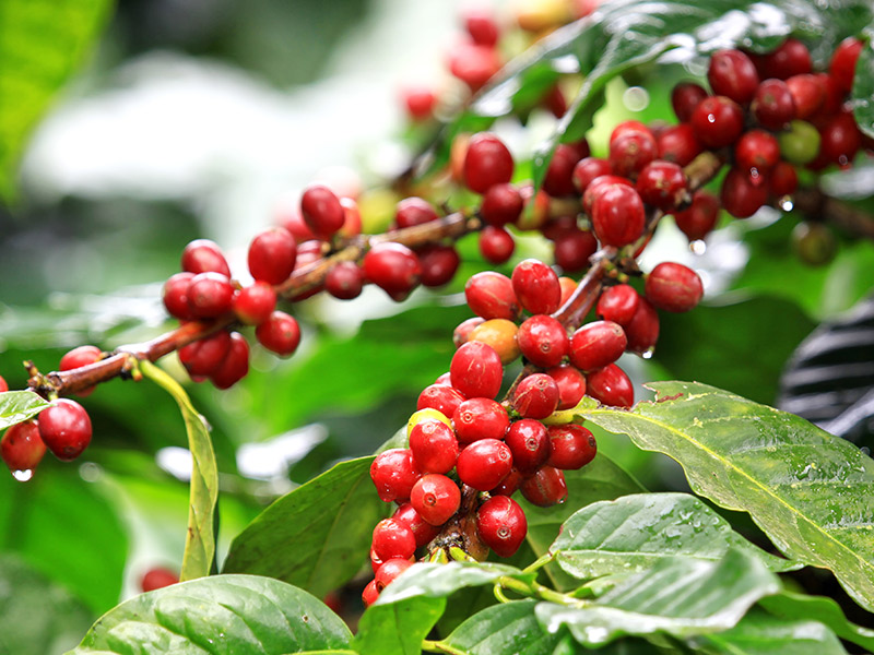 Karatu Coffee Farms