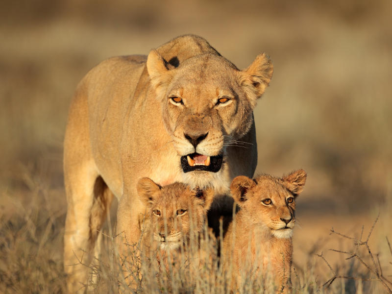 Serengeti National Park