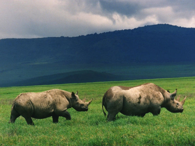 Ngorongoro Crater