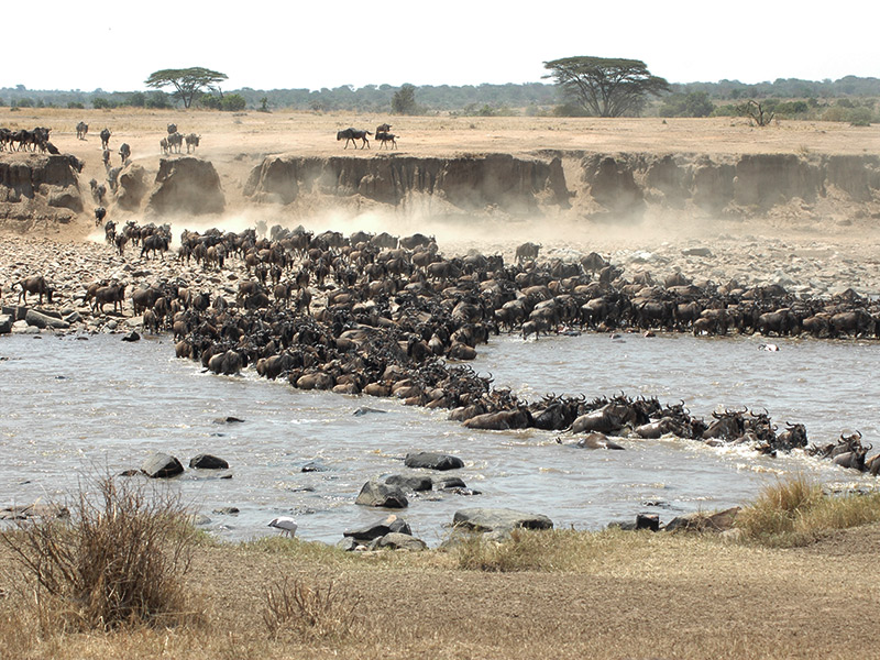 Are the wildebeest residents of Serengeti Tanzania OR Maasai Mara Kenya?