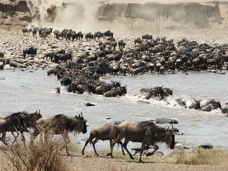 The Great Wildebeest Migration