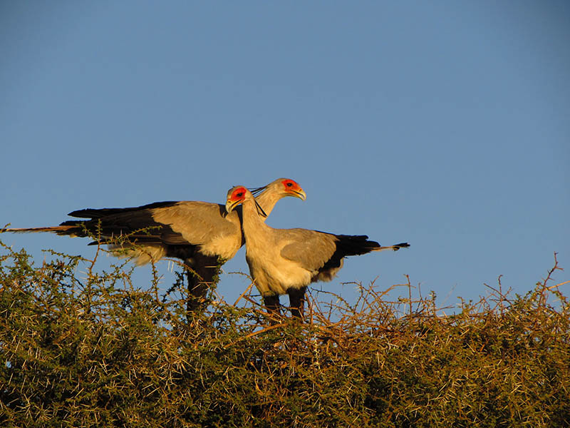 Tanzania Bird Watching Safaris