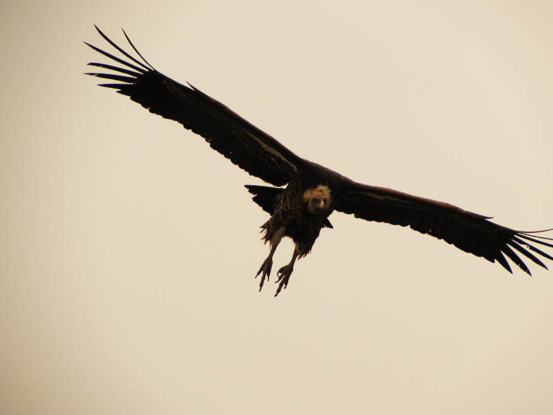 Escorted Birding Expedition