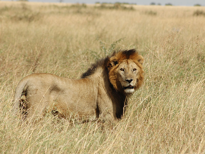 Day trip to Ngorongoro Crater