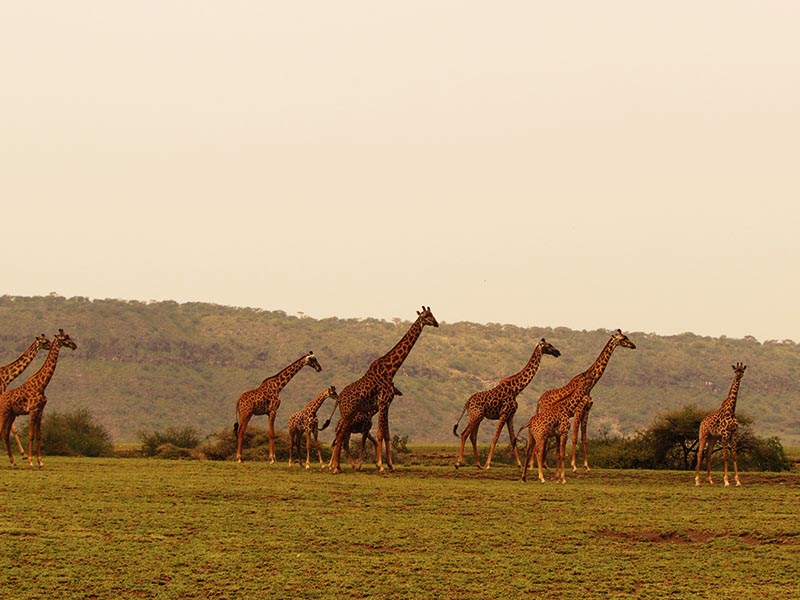 Day trip to Arusha National Park
