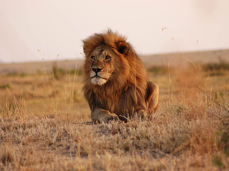 Rhino Safari - Cultural Tourism Tanzania